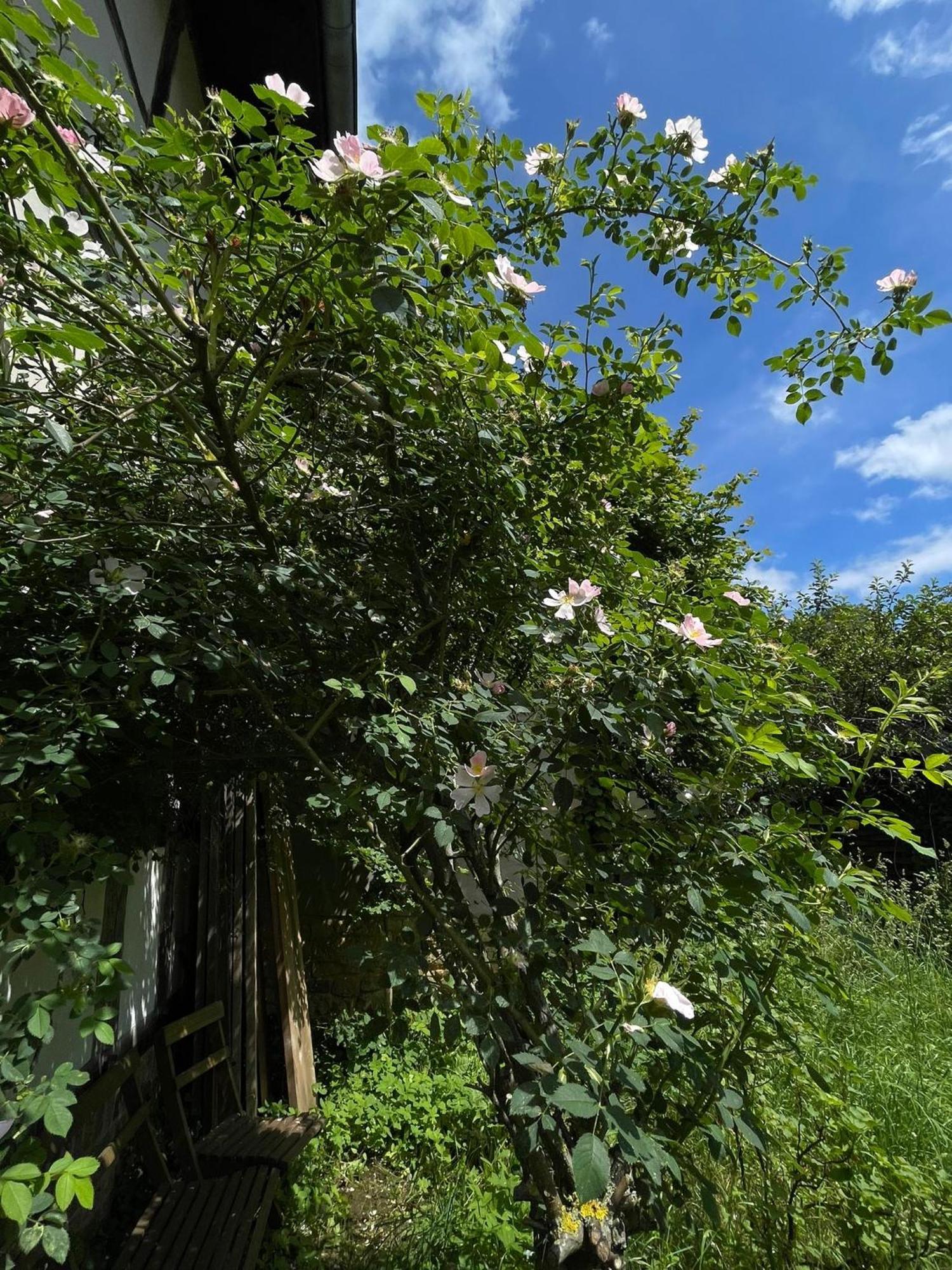 Cherrytree Cottage 1840 Heimbach Εξωτερικό φωτογραφία